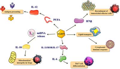 The Biological Functions and Regulatory Mechanisms of Fatty Acid Binding Protein 5 in Various Diseases